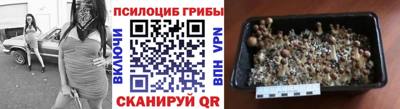 где найти наркотики  Велиж  Галлюциногенные грибы Cubensis 